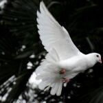 Dia Internacional da Paz — É possível construir paz sem justiça?