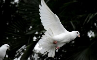 Dia Internacional da Paz — É possível construir paz sem justiça?
