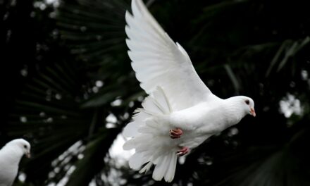 Dia Internacional da Paz — É possível construir paz sem justiça?