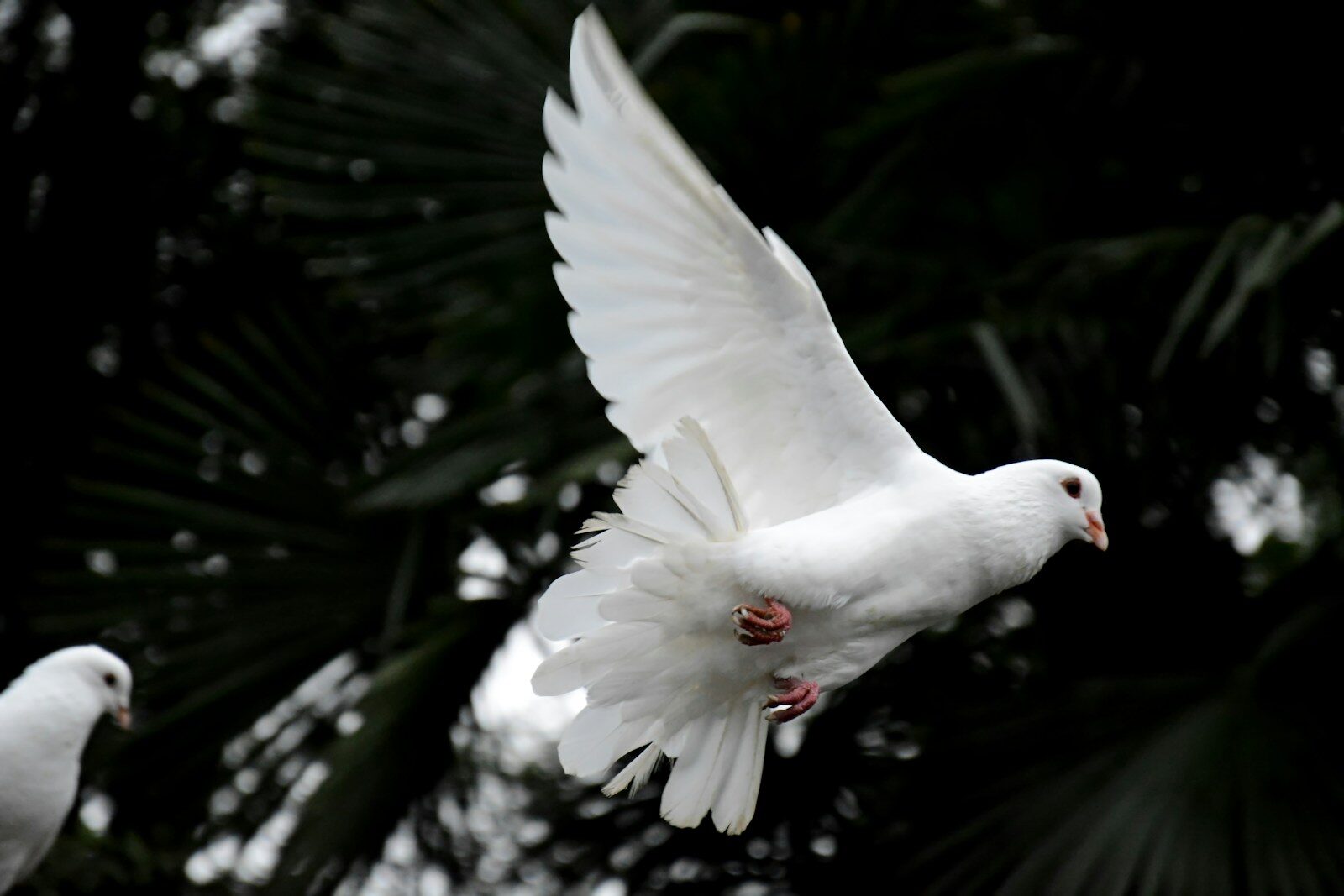 Photo by 卡晨 two white doves flying