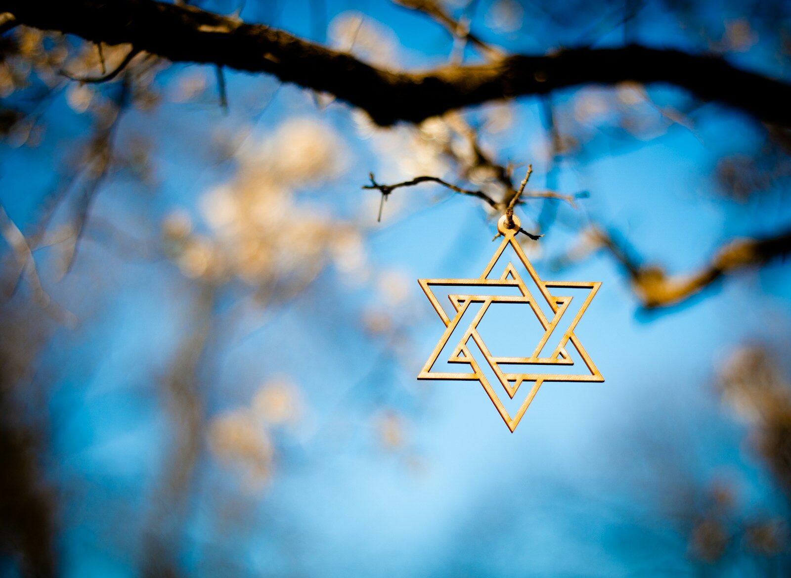 Photo by David Holifield white and brown star on brown tree branch